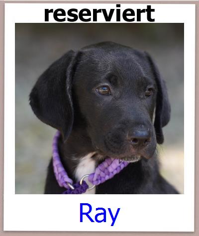 Ray Tierschutz Zypern Hund prof