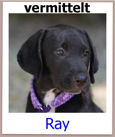 Ray Tierschutz Zypern Hund prof
