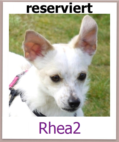 Rhea2 Tierschutz Zypern Hund prof