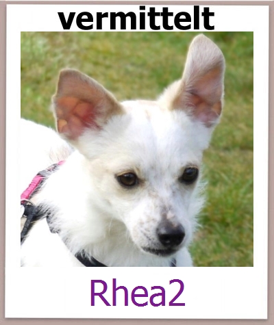 Rhea2 Tierschutz Zypern Hund prof