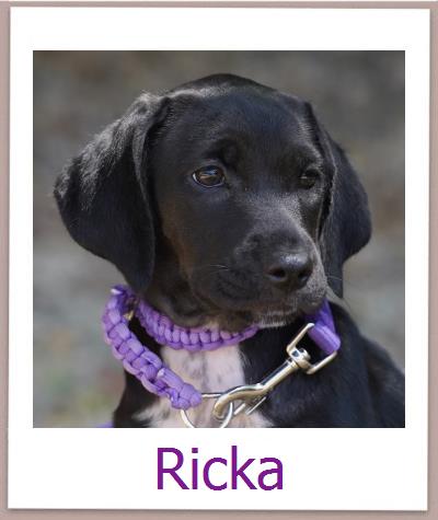 Ricka Tierschutz Zypern Hund prof