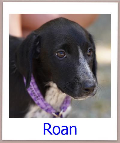 Roan Tierschutz Zypern Hund prof