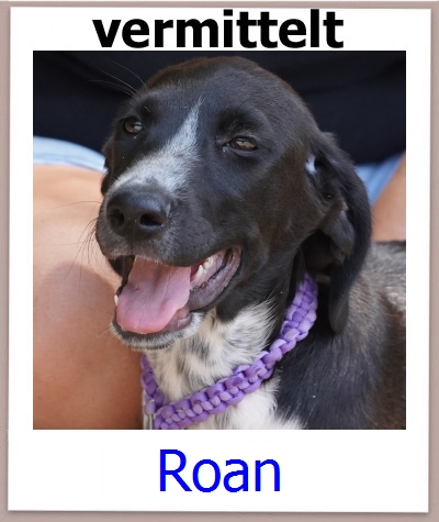 Roan Tierschutz Zypern Hund prof