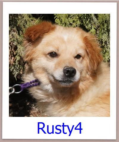 Rusty4 Tierschutz Zypern Hund prof