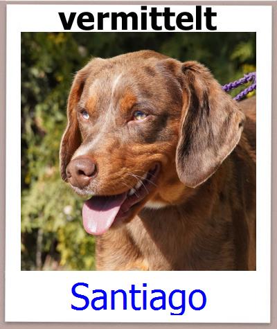 Santiago Tierschutz Zypern Hund prof