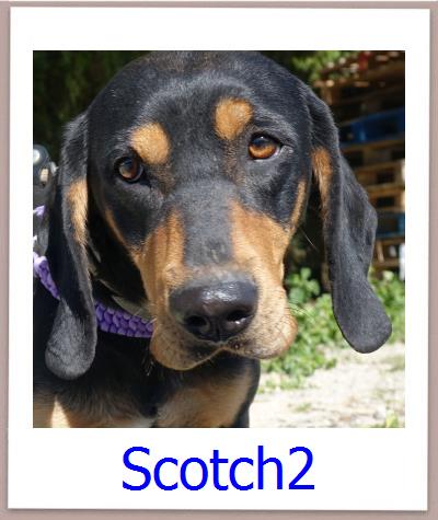 Scotch2 Tierschutz Zypern Hund prof