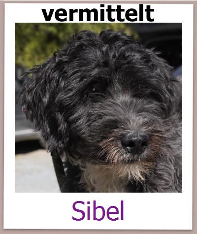 Sibel Tierschutz Zypern Hund prof