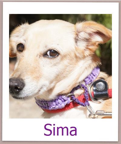 Sima Tierschutz Zypern Hund prof