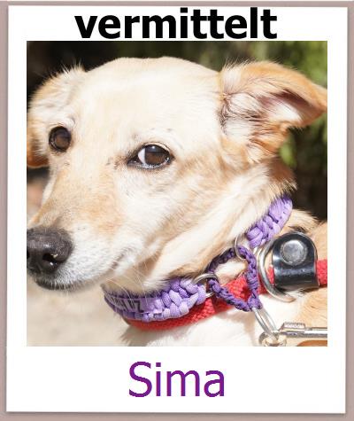 Sima Tierschutz Zypern Hund prof