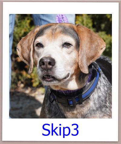 Skip3 Tierschutz Zypern Hund prof