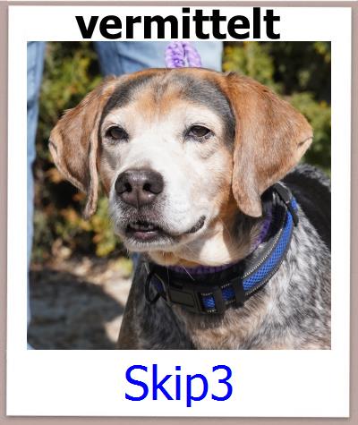 Skip3 Tierschutz Zypern Hund prof