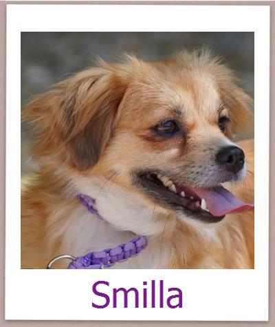 Smilla Tierschutz Zypern Hund prof
