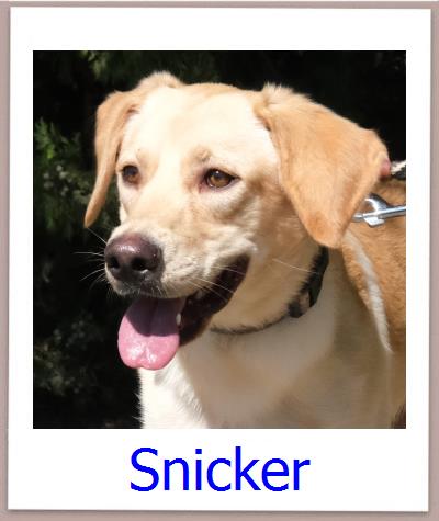 Snicker Tierschutz Zypern Hund prof