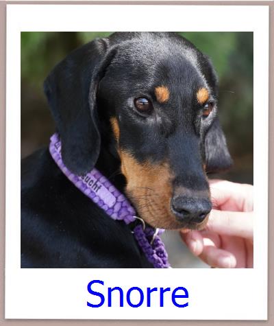 Snorre Tierschutz Zypern Hund prof