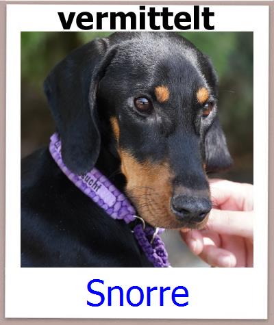 Snorre Tierschutz Zypern Hund prof