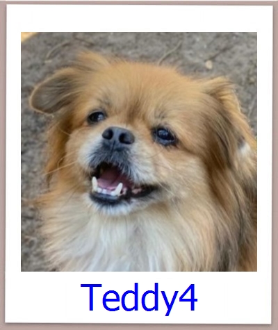 Teddy4 Tierschutz Zypern Hund prof