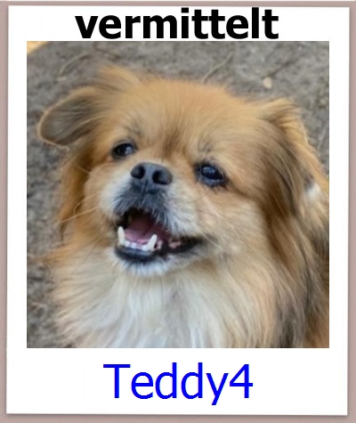 Teddy4 Tierschutz Zypern Hund prof