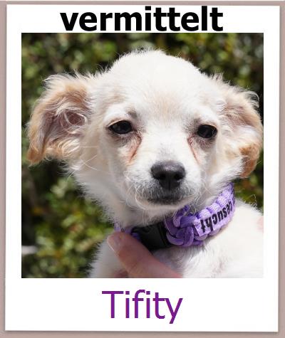 Tifity Tierschutz Zypern Hund prof