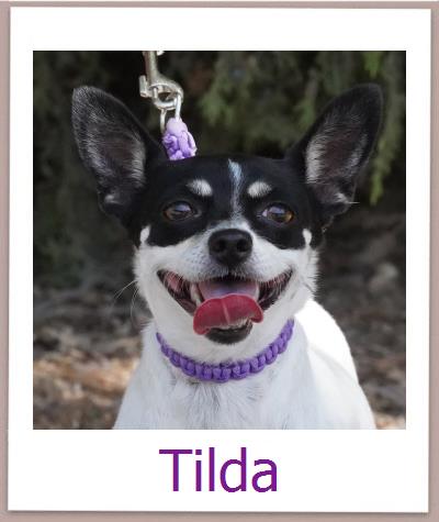 Tilda Tierschutz Zypern Hund prof