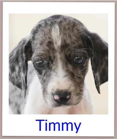 Timmy Tierschutz Zypern Hund prof