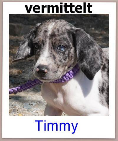 Timmy Tierschutz Zypern Hund prof