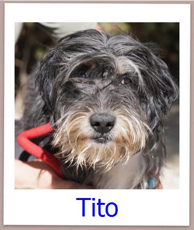Tito Tierschutz Zypern Hund prof