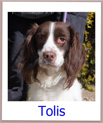 Tolis Tierschutz Zypern Hund prof