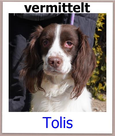 Tolis Tierschutz Zypern Hund prof