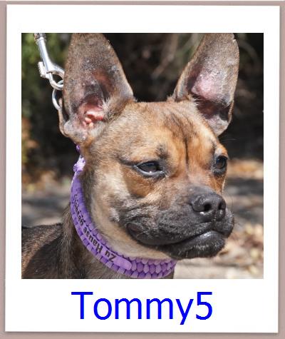 Tommy5 Tierschutz Zypern Hund prof