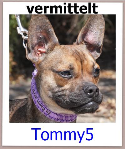 Tommy5 Tierschutz Zypern Hund prof