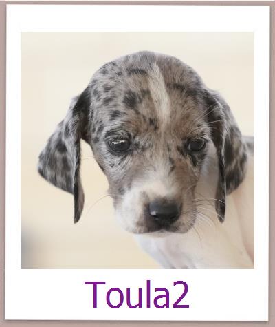 Toula2 Tierschutz Zypern Hund prof