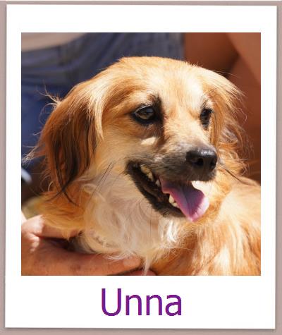 Unna Tierschutz Zypern Hund prof