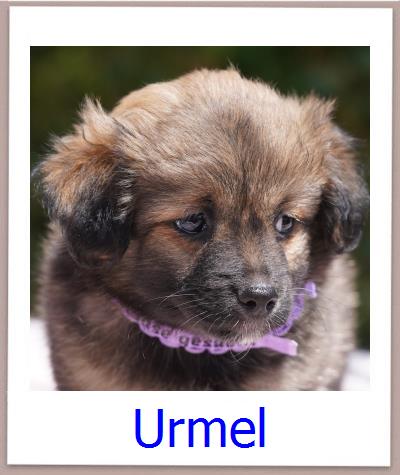 Urmel Tierschutz Zypern Hund prof