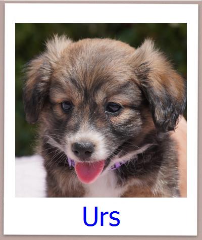 Urs Tierschutz Zypern Hund prof
