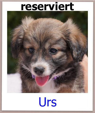 Urs Tierschutz Zypern Hund prof