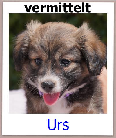 Urs Tierschutz Zypern Hund prof