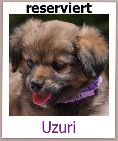 Uzuri Tierschutz Zypern Hund prof