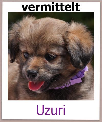 Uzuri Tierschutz Zypern Hund prof