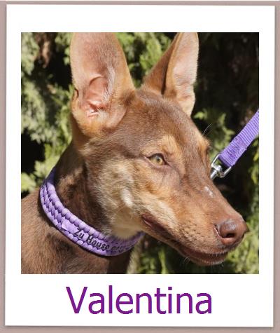 Valentina Tierschutz Zypern Hund prof