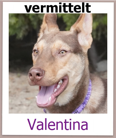 Valentina Tierschutz Zypern Hund prof