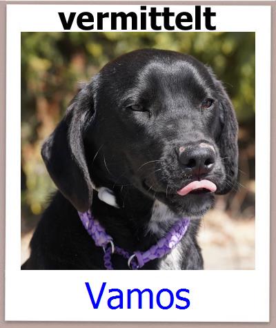 Vamos Tierschutz Zypern Hund prof