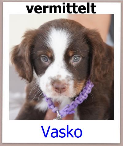 Vasko Tierschutz Zypern Hund prof