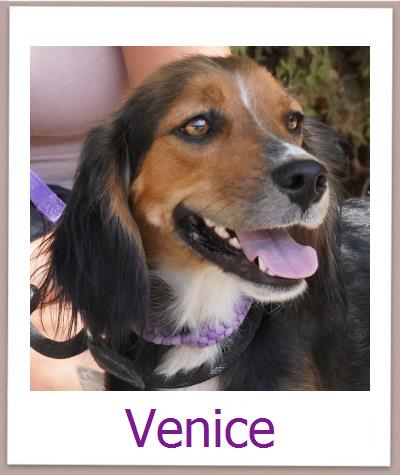 Venice Tierschutz Zypern Hund prof