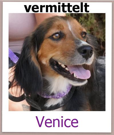Venice Tierschutz Zypern Hund prof