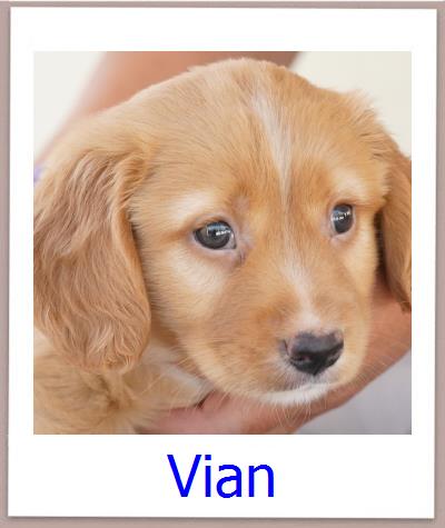 Vian Tierschutz Zypern Hund prof