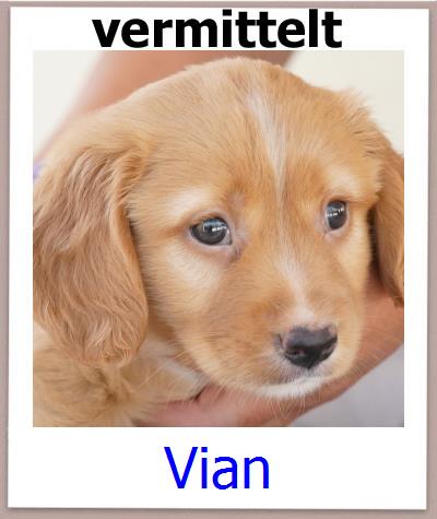 Vian Tierschutz Zypern Hund prof