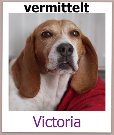 Victoria Tierschutz Zypern Hund prof