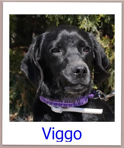 Viggo Tierschutz Zypern Hund prof