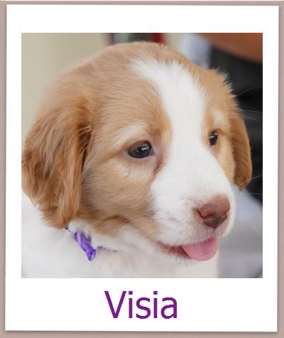 Visia Tierschutz Zypern Hund prof