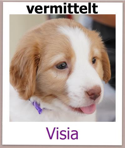 Visia Tierschutz Zypern Hund prof